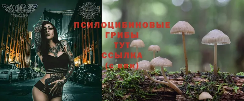 Галлюциногенные грибы Psilocybe  Касли 